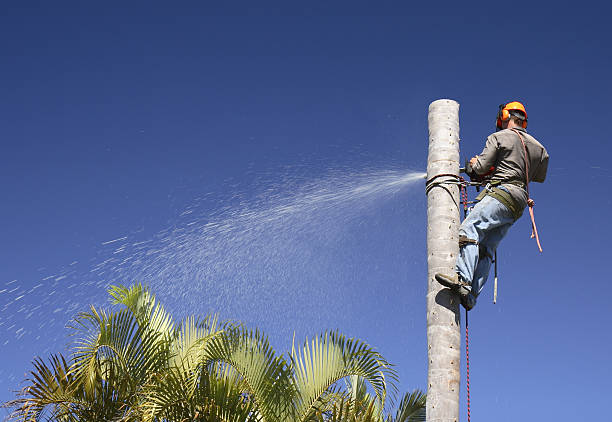 Trusted North Eagle Butte, SD Tree Services Experts