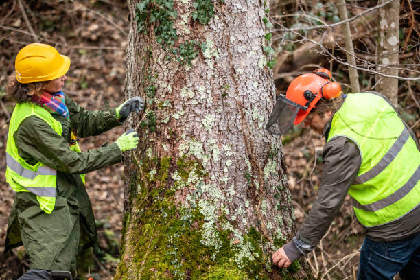 Best Tree Removal  in North Eagle Butte, SD