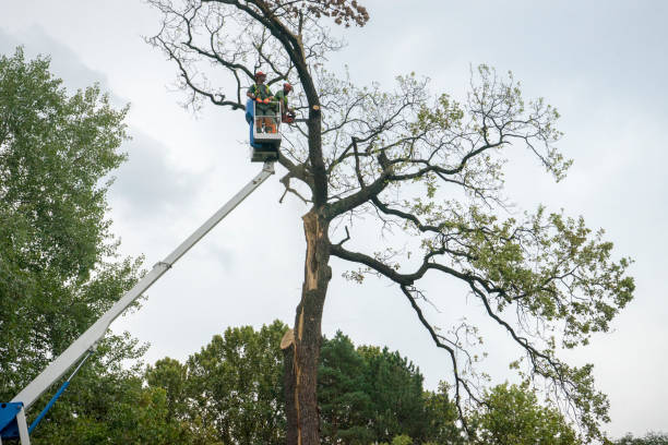 Best Tree Trimming and Pruning  in North Eagle Butte, SD